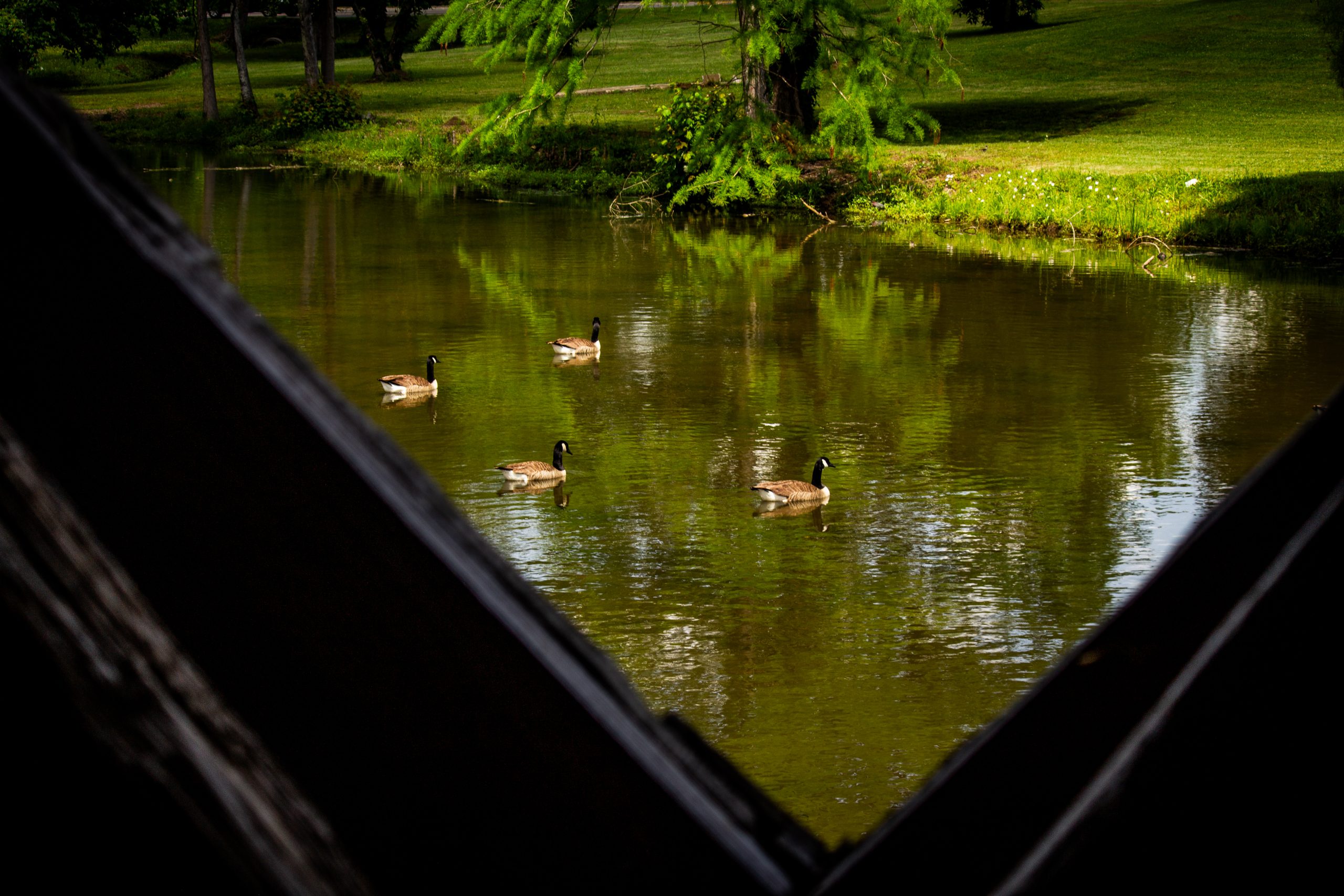 Duckpond Ducks at pond